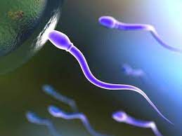 Male Sexually Transmitted Diseases(Small)
